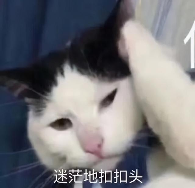 26�ڴβ��ţ�TikTok�ϵ�ƹ���������ү������-23.jpg