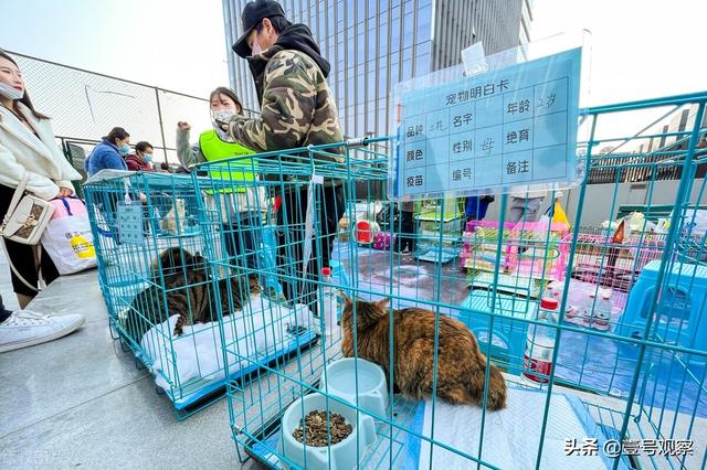 郑州志愿者携流浪猫狗免费领养吸引大批市民-2.jpg